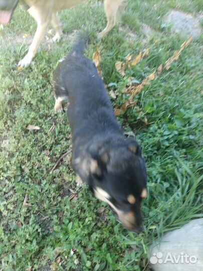 Собака в добрые руки