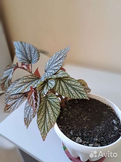 Комнатные цветы