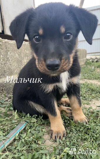 Щенок в добрые руки