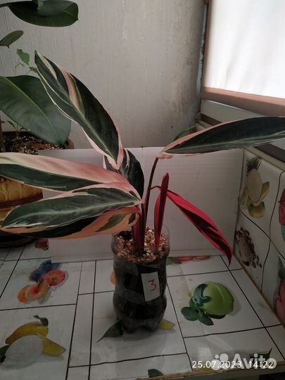 Строманта триколор