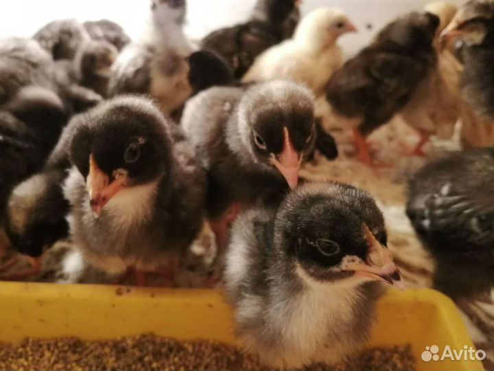 Мехеленская кук джерсийский гигант, маран,фавероль