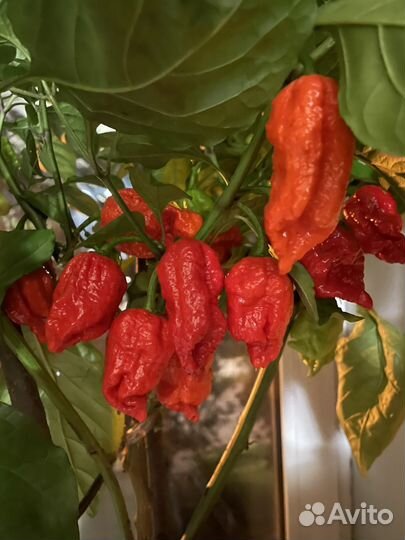 Семена перцы Carolina reaper