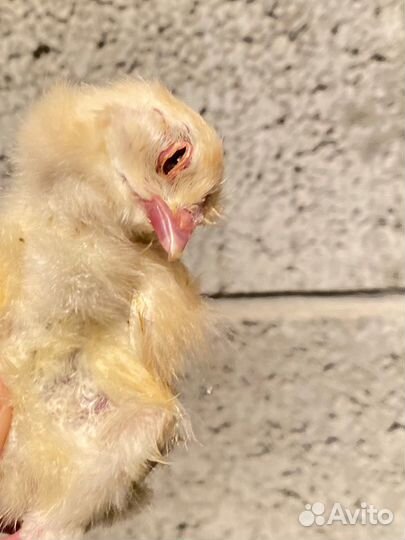 Замороженные суточные цыплята