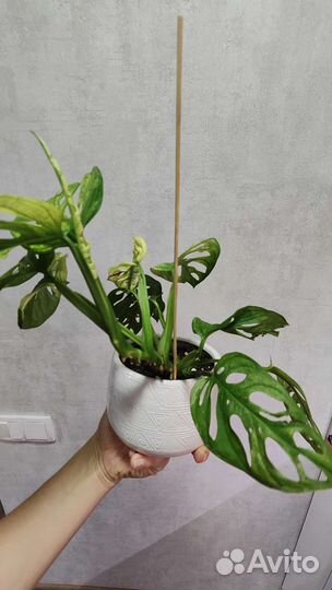 Монстера Адансони вариегатная