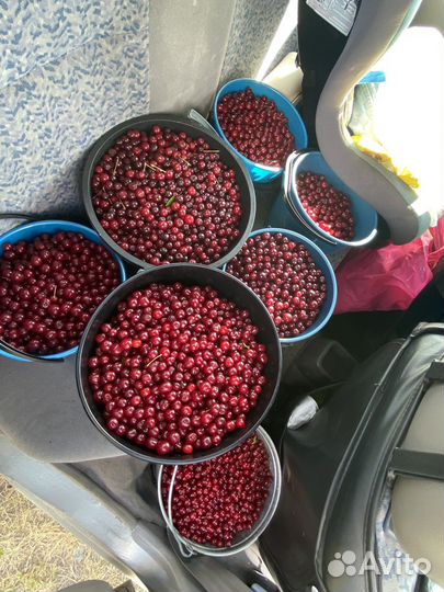 Вишня свежесобранная