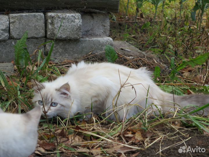 Кошка 5 месяцев в самые добрые руки