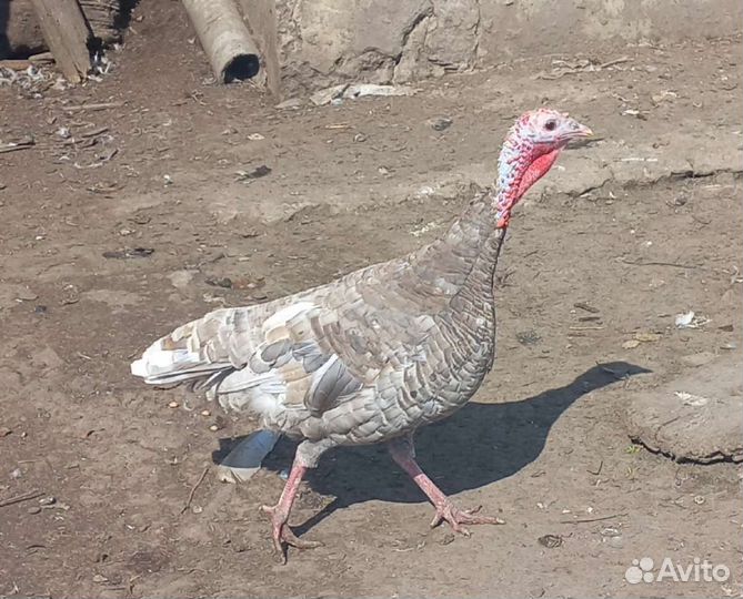 Индюки семья