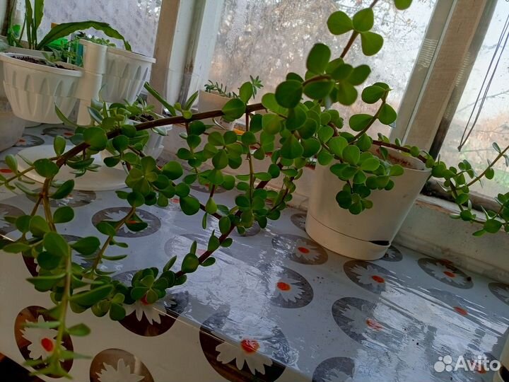 Пилея,нолина, хамедорея