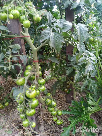 Семена томата Кумато Куро Суджи сорт