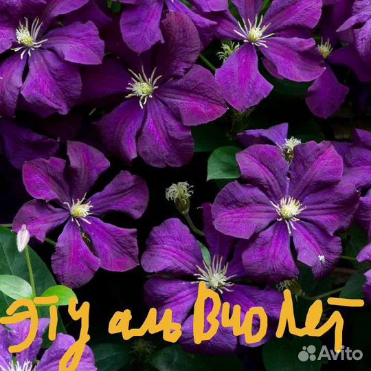 Саженцы клематиса