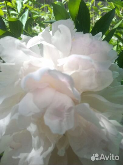 Пион розовый Кора Стаббс,белыйФистива Максима