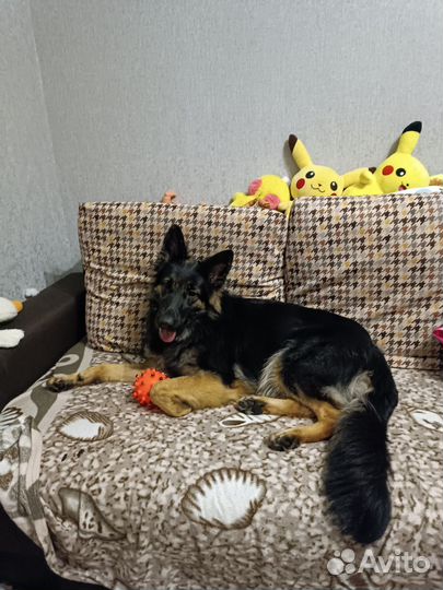 Вязка, сука