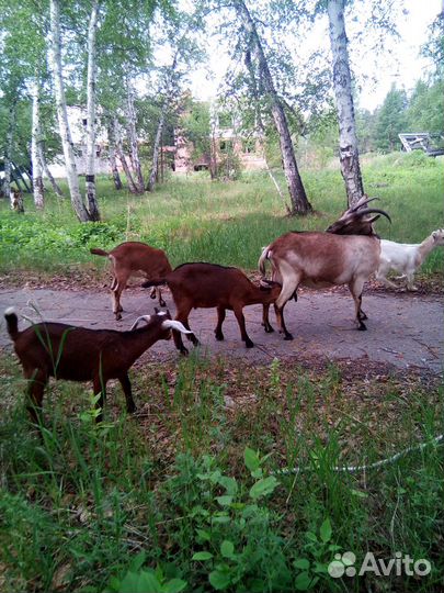 Продажа молодых козликов