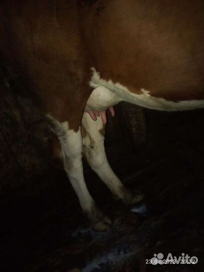 Корова дойная