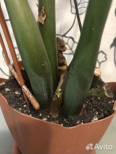 Замиокулькас