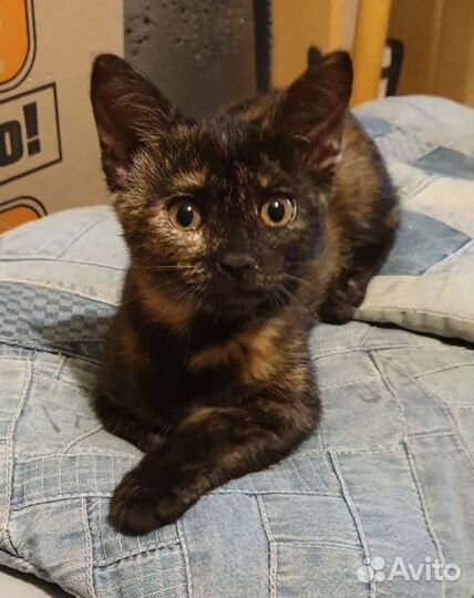 Мраморная Мандала