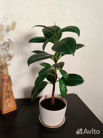 Фикус эластика робуста