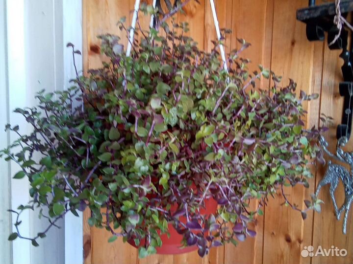 Каллизии 3 сорта