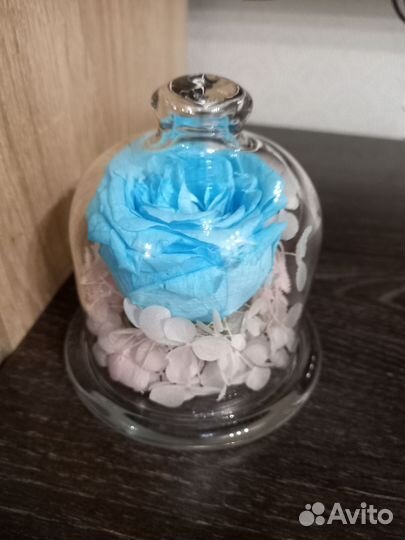 Роза стабилизированная в лимоннице