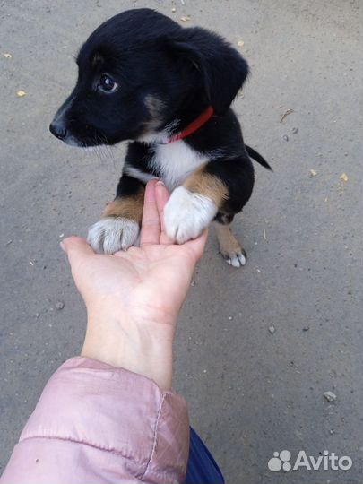 Щенку нужен дом