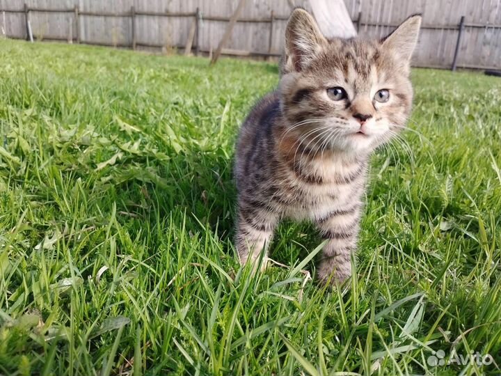 Котята девочка и мальчик