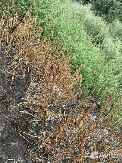 Гербицид сплошного действия