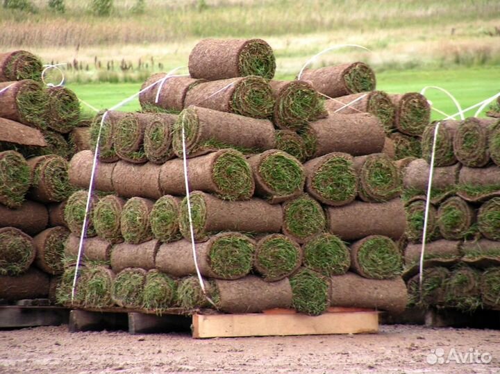 Газон рулонный с укладкой