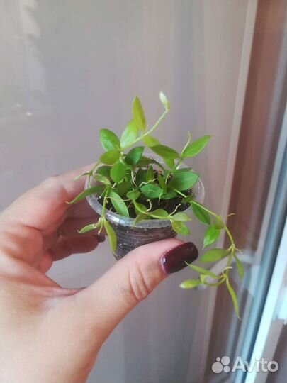 Дисхидия, Хойя