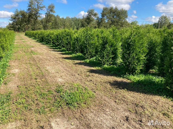 Саженцы Туя Брабант 180-200 см с гарантией