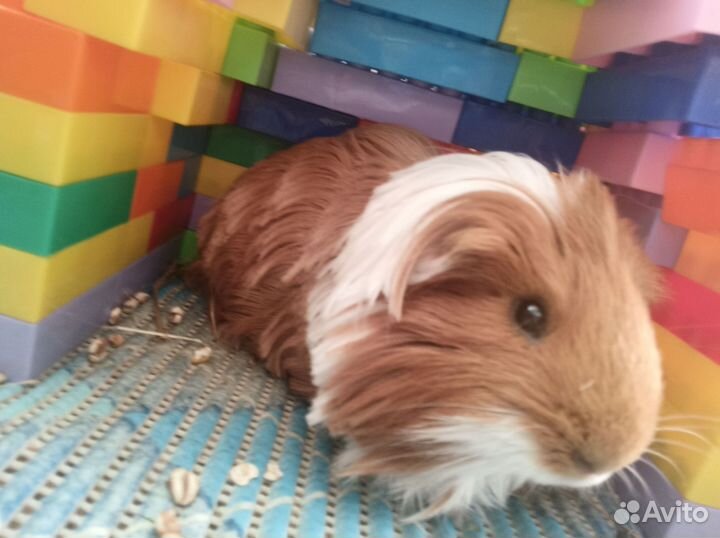 Морская свинка