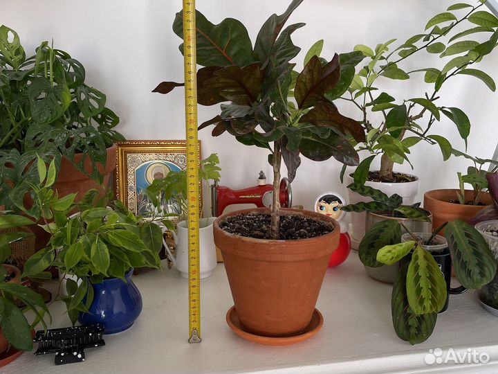 Комнатные растения цветы