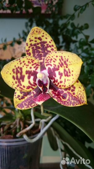 Орхидея фаленопсис