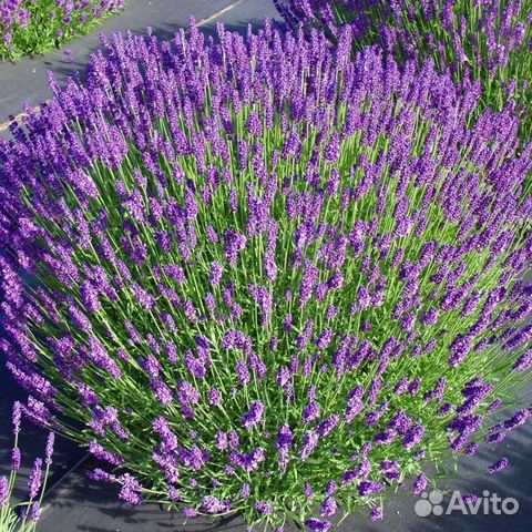 Лаванда