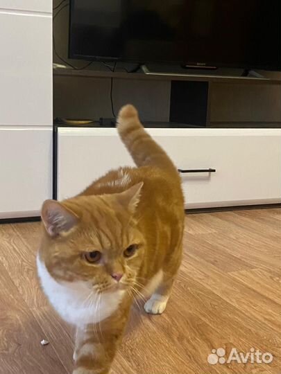 Отдам кота в добрые руки