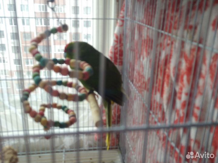 Птицы какарики