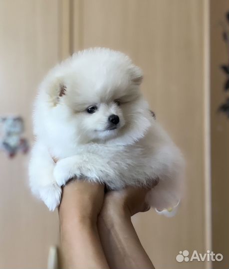 Щенки малого немецкого шпица