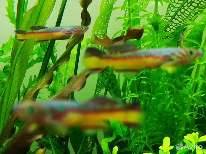 Фундул Амиети, эриок Cinereum, артемия, биостарт