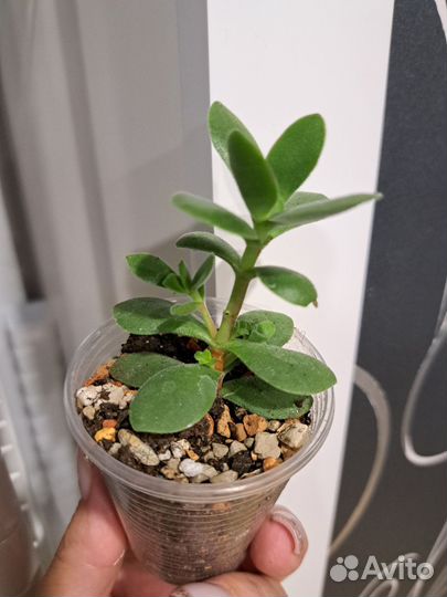 Крассула толстянка