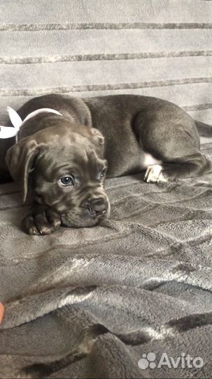 Щенки кане корсо