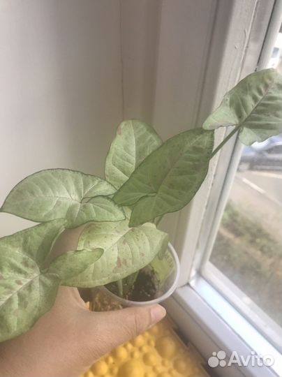 Домашние цветы, сингониумы