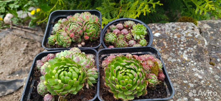 Каменная роза для альпинариумов, флорариумов