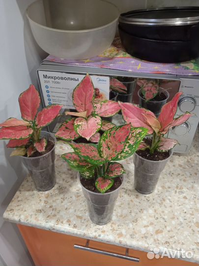 Аглаонема ред стар