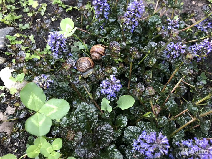 Кампсис, малина, флоксы, ландыши и др