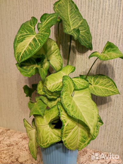 Сингониумы