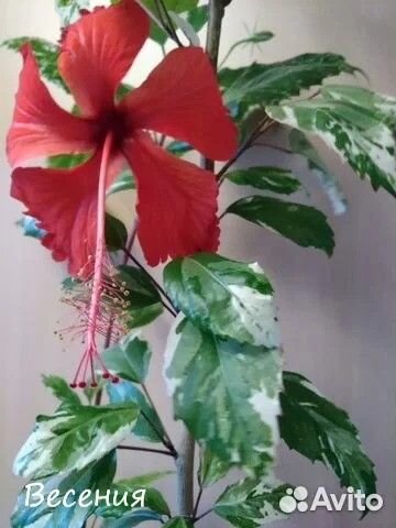 Комнатные растения