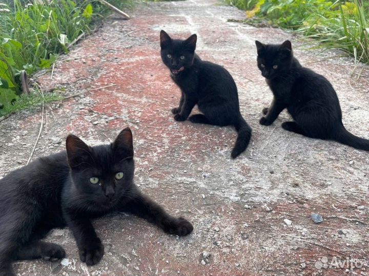 Котята - Пантеры