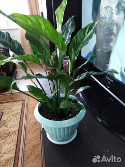 Спатифиллум пестролистный 