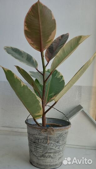 Фикус каучуконосный