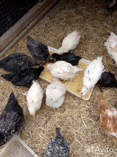 Петушки домашние