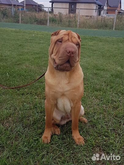 Шарпей вязка